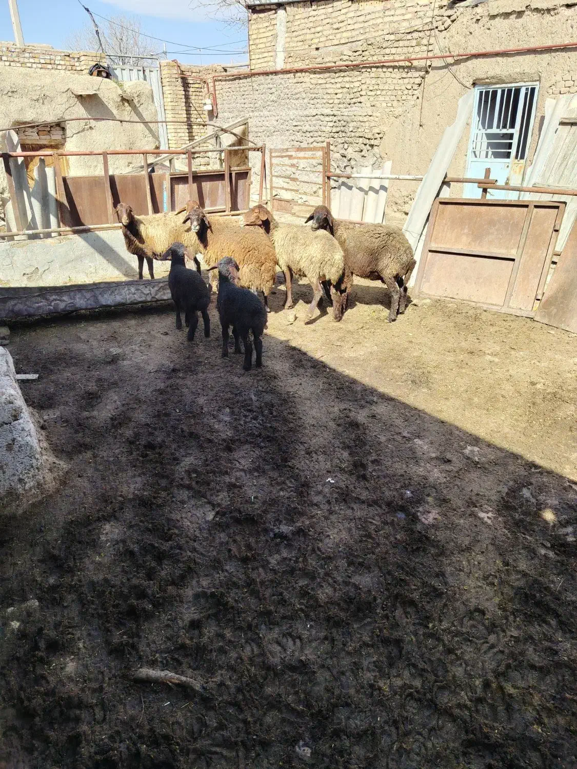 گوسفند|حیوانات مزرعه|فیروزه, |دیوار