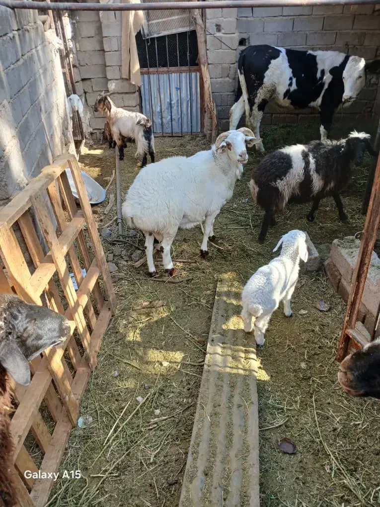 یک عدد قوچ فروشی|حیوانات مزرعه|نرماشیر, |دیوار