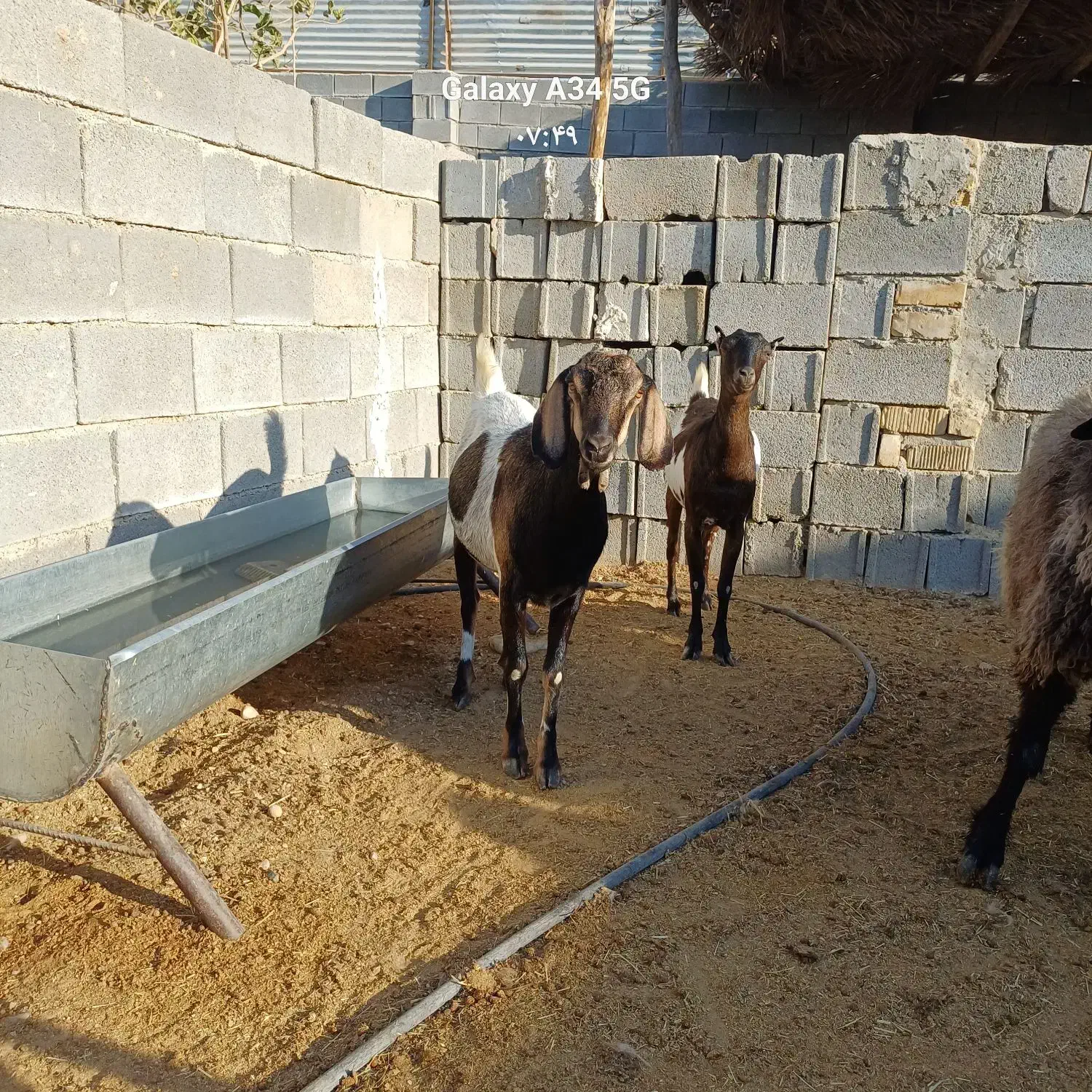 بز بندری|حیوانات مزرعه|جهرم, |دیوار