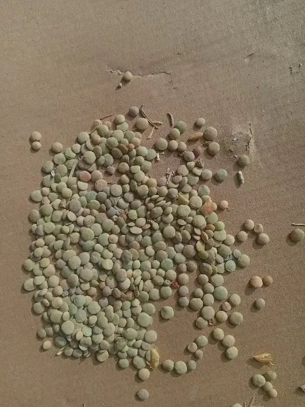 عدس محلی به شرط پخت|خوردنی و آشامیدنی|رزن, |دیوار