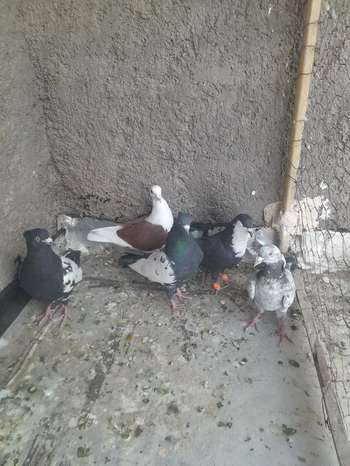 کفتر یا کبوتر|پرنده|تربت‌حیدریه, منظر|دیوار