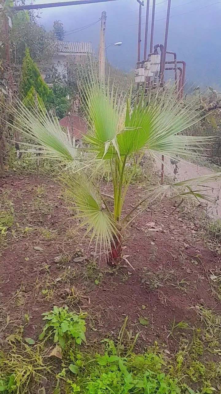 گل پالم|گل و گیاه طبیعی|رحیم‌آباد, |دیوار