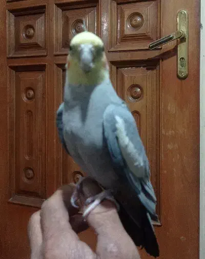 عروس هلندی|پرنده|باقرشهر, |دیوار