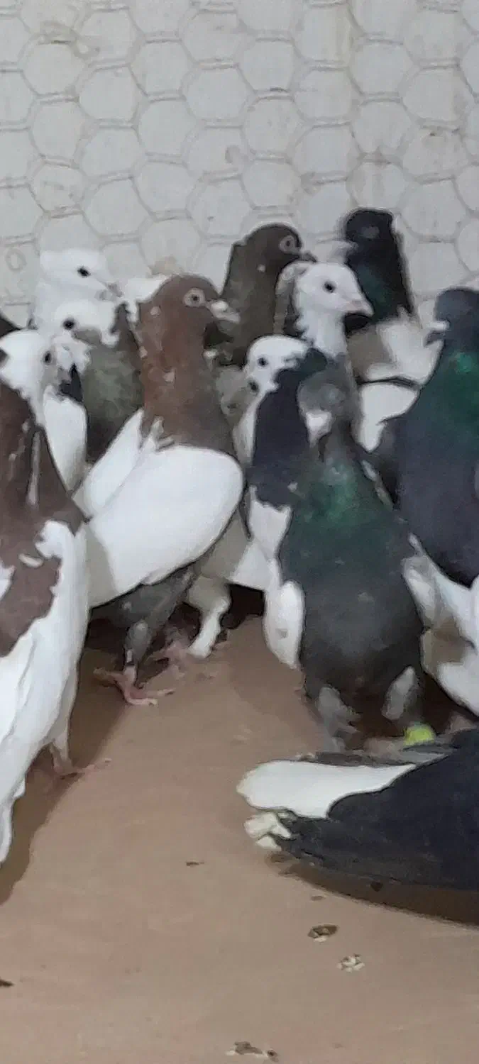 ۳۵تا کفتر رنگه پرشی|پرنده|مشهد, کوشش|دیوار