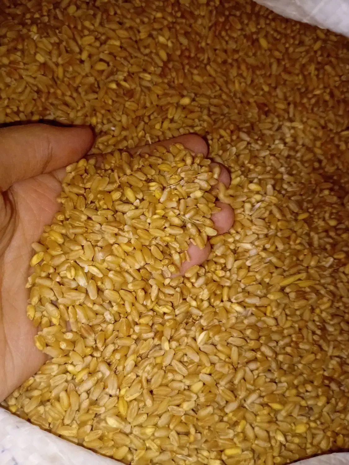 گندم مرغوب زاگرس|عمده‌فروشی|کوهنانی, |دیوار