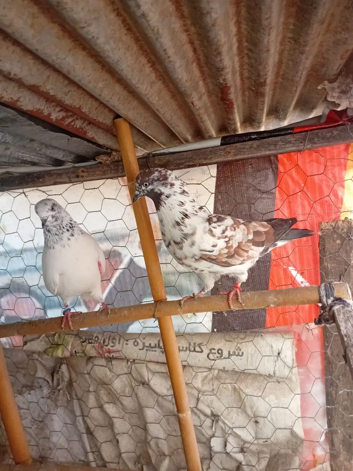 کبوتر‌های ساعت سنگین|پرنده|قائم‌شهر, |دیوار