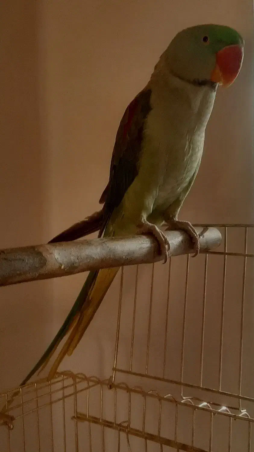 جوجه شاه طوطی نر|پرنده|ری, سرتخت|دیوار