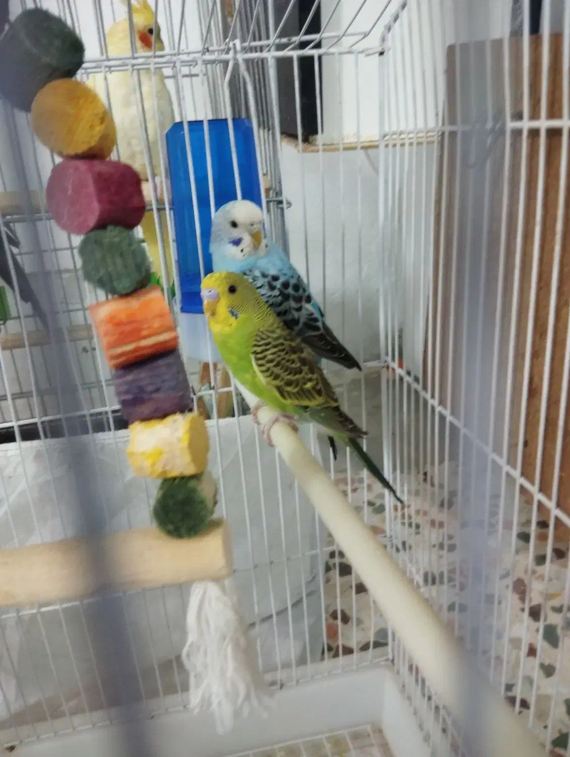 مرغ عشق|پرنده|کوهدشت, |دیوار