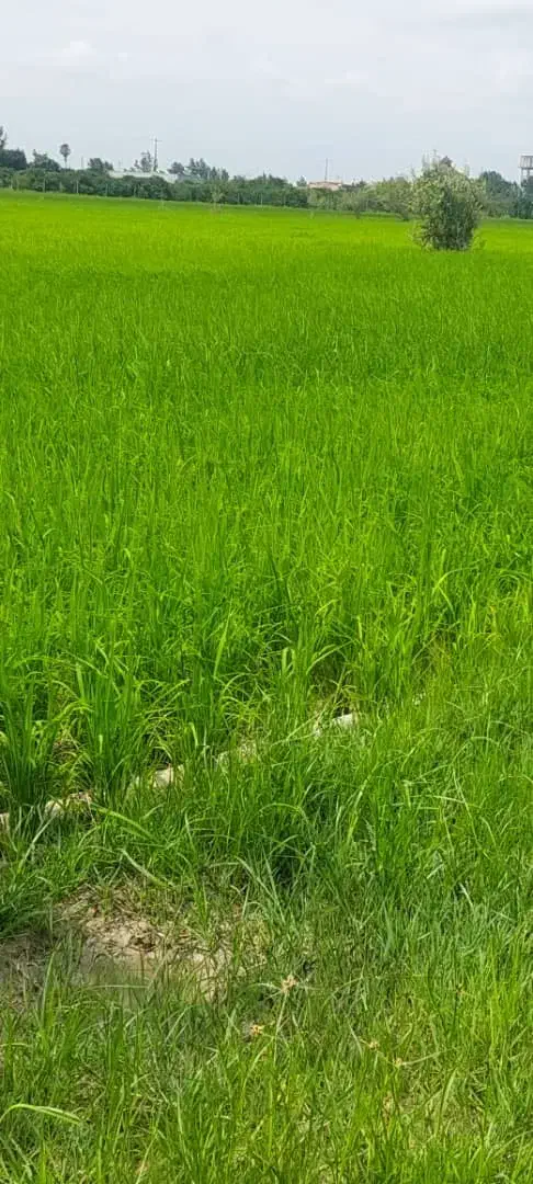 ۲۵۰۰ متر زمین کشاورزی|فروش دفتر صنعتی، کشاورزی، تجاری|آکند, |دیوار