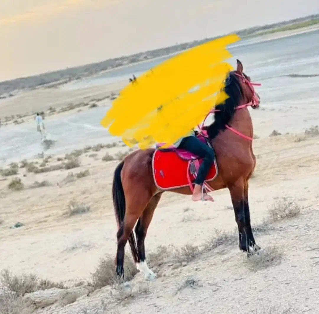 اسب|اسب و تجهیزات اسب‌سواری|قشم, |دیوار