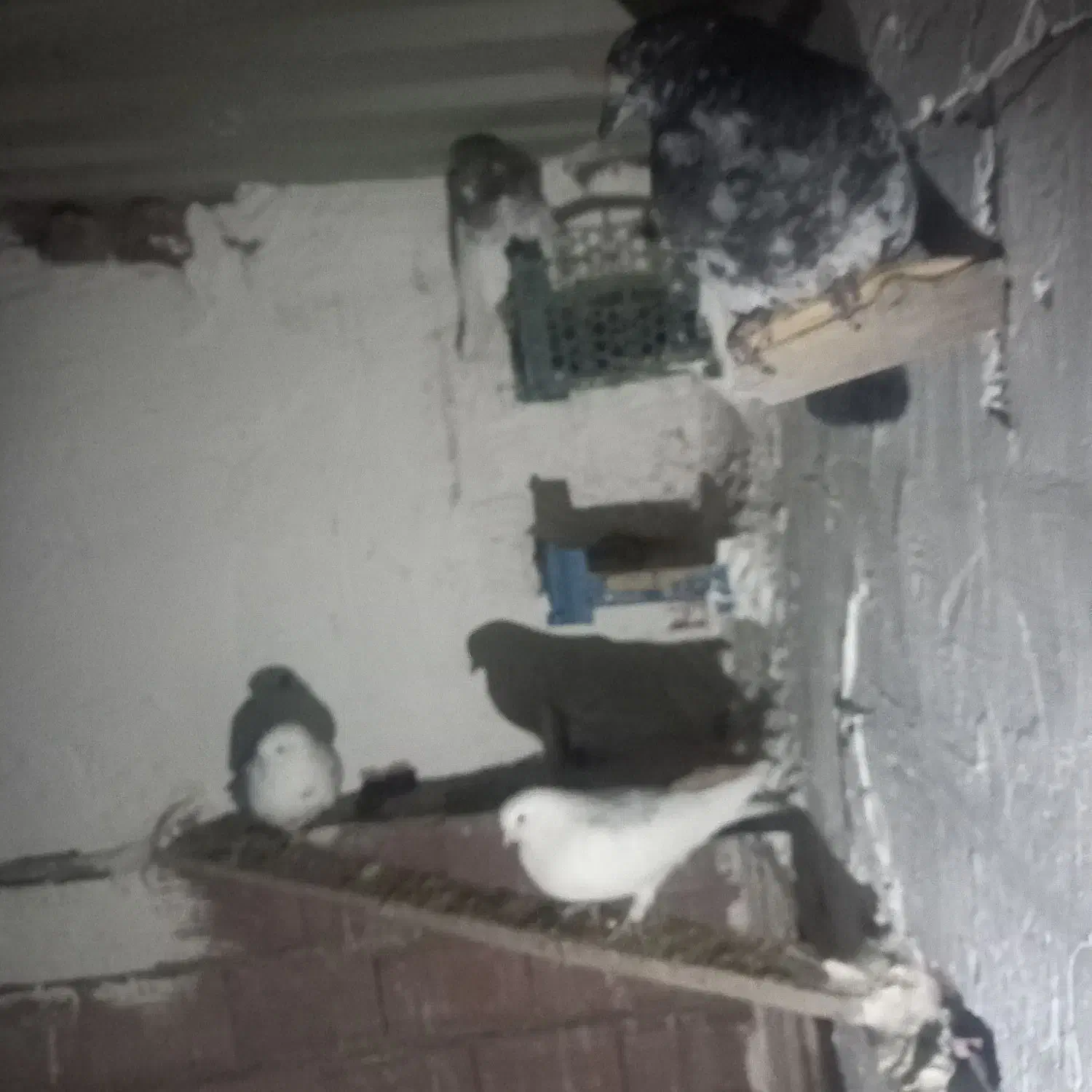 کبوترطوقی|پرنده|اردبیل, |دیوار