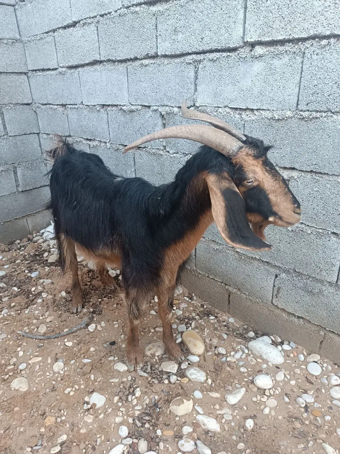 بز با کهره ماده|حیوانات مزرعه|آغاجاری, |دیوار