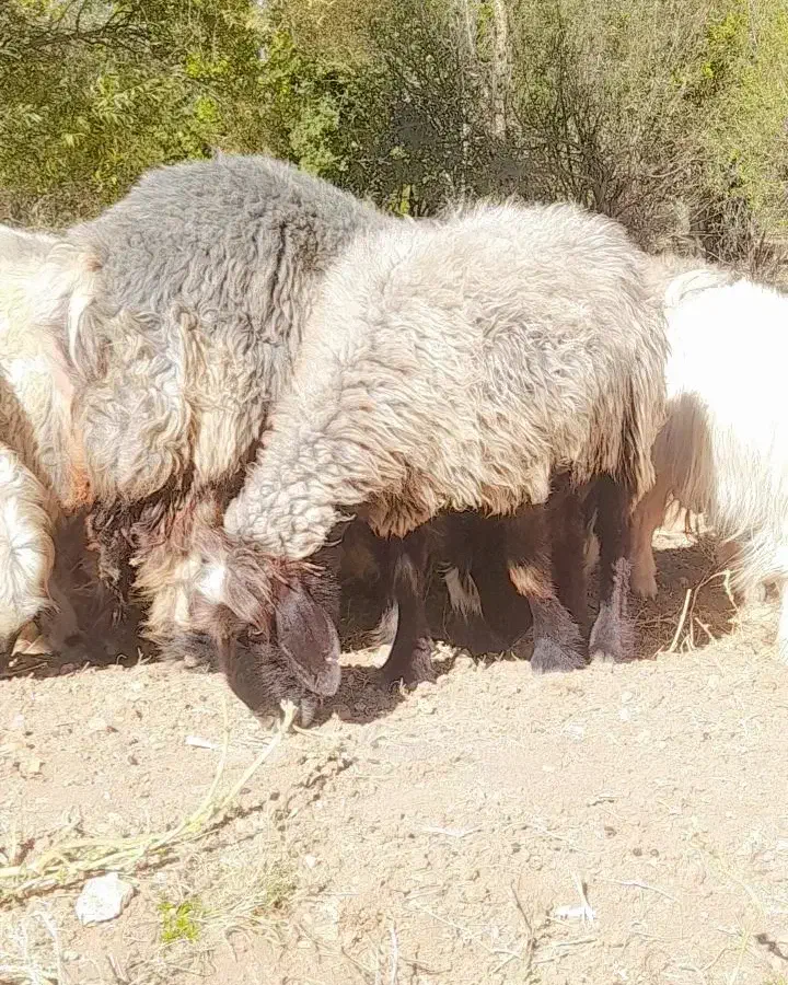 میش داشتی|حیوانات مزرعه|صمصامی, |دیوار