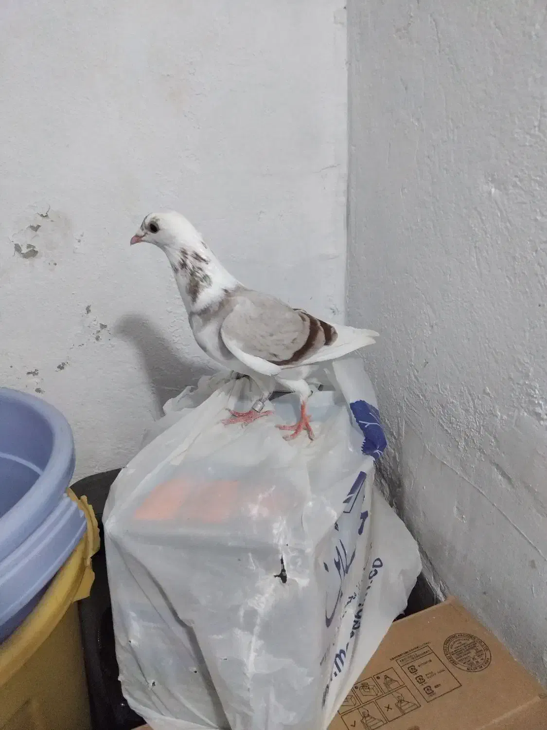 کبوتر دوبال اهوازی|پرنده|گرگان, |دیوار