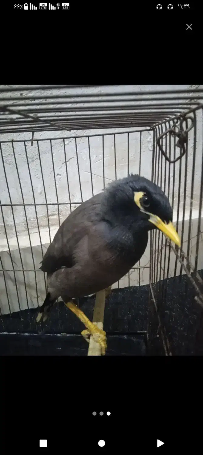 مرغ مینا|پرنده|فاضل آباد, |دیوار