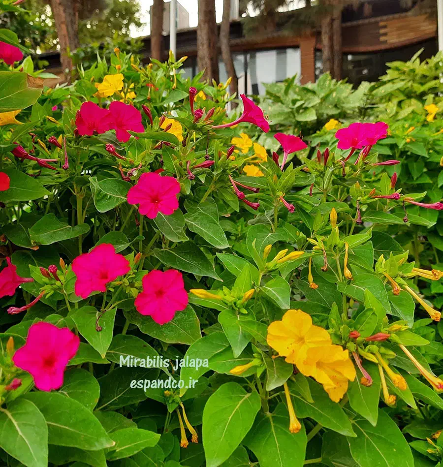 بذر گل لاله عباسی|گل و گیاه طبیعی|جوانرود, |دیوار