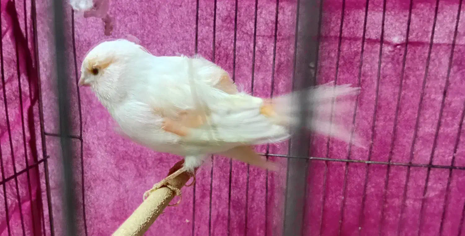 عروس هلندی قناری نر|پرنده|قم, شهرک فاطمیه|دیوار