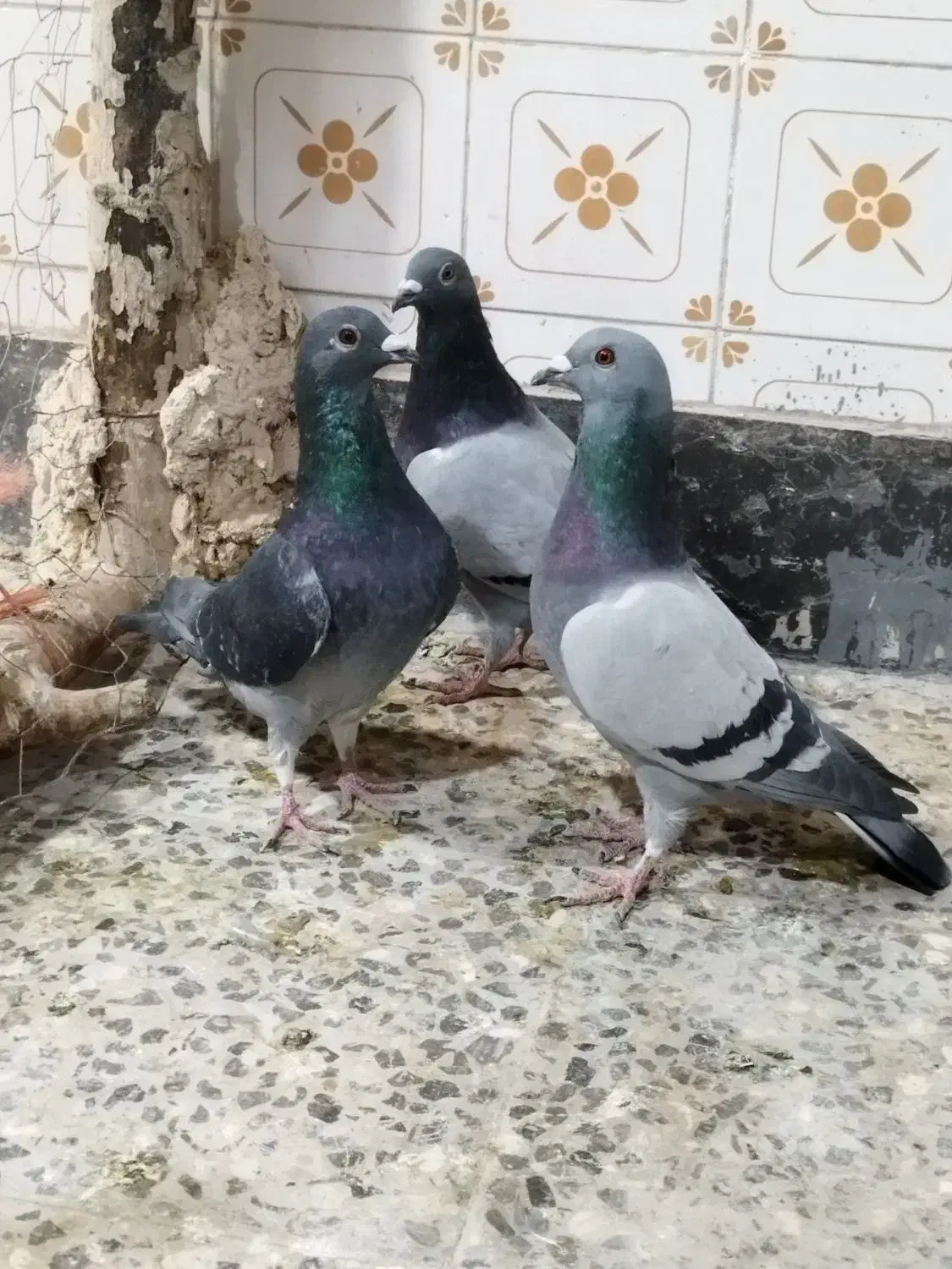 کفتر پلاکی کاشانی تهرانی|پرنده|خمینیشهر, |دیوار