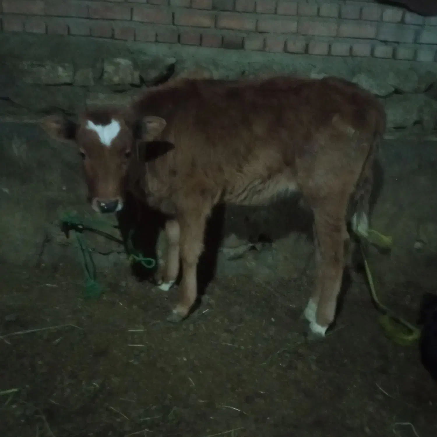 گوساله|حیوانات مزرعه|سلماس, |دیوار