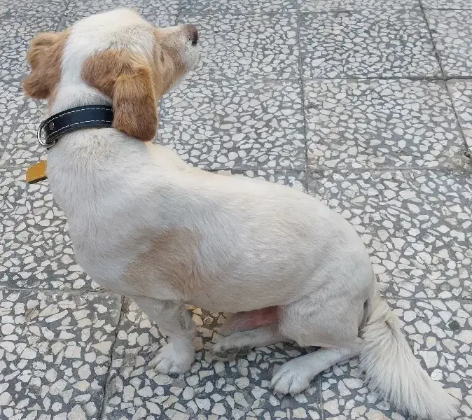 حیوانات خانگی|سگ|کاشان, شهرک انقلاب|دیوار