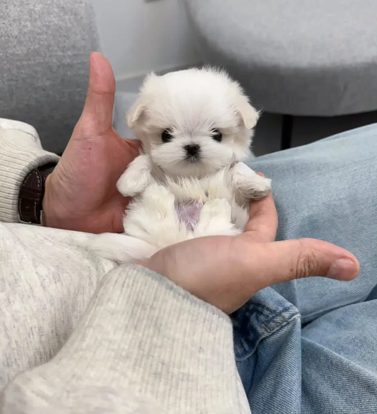 مالتیز عروسکی|سگ|تهران, جنتآباد مرکزی|دیوار