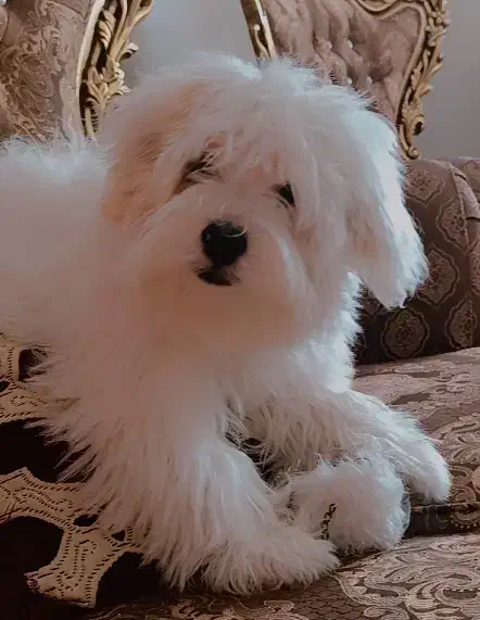 پاپی عروسکی(نر)|سگ|اصفهان, مهدی آباد|دیوار