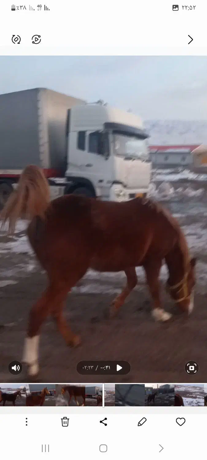 اسب مادیان|اسب و تجهیزات اسب‌سواری|خوی, |دیوار