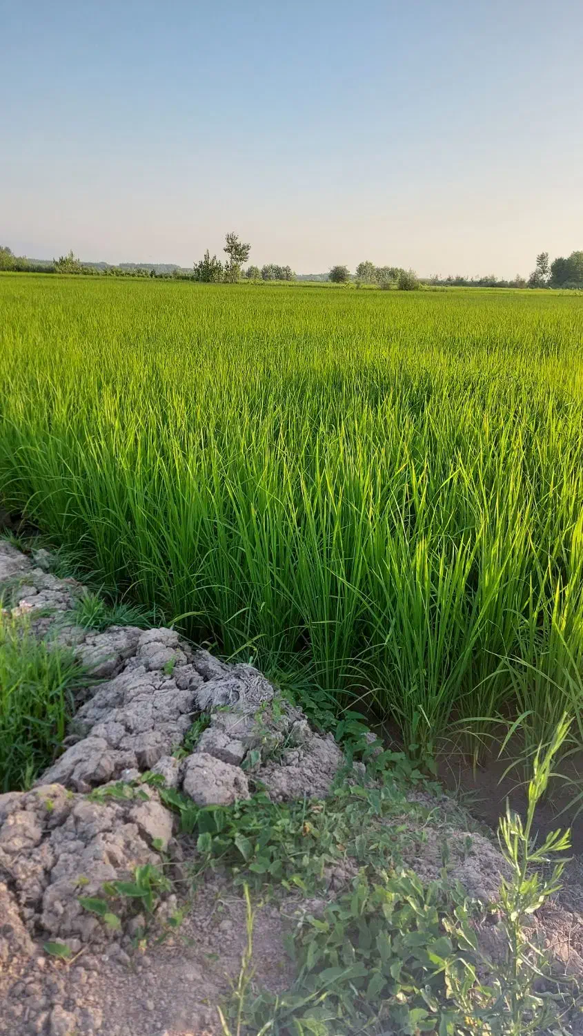 زمین کشاورزی شالیزار برنج|فروش زمین و ملک کلنگی|رودبنه, |دیوار