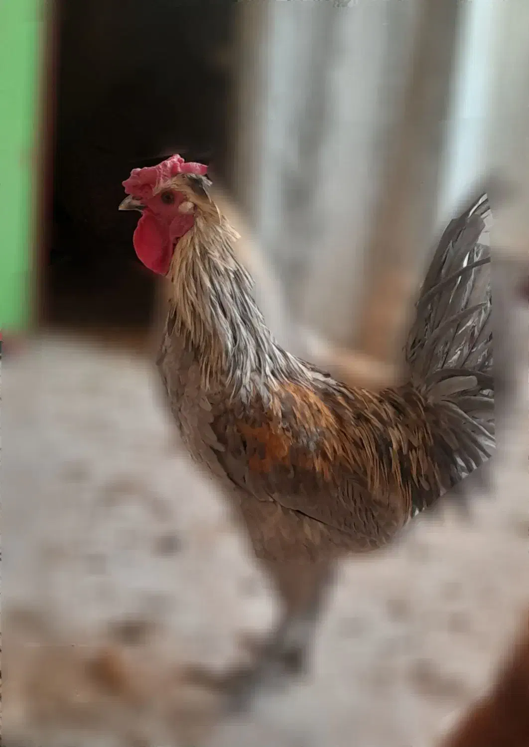 خروس ۴۰ تاج بالغ ۹ ماه|حیوانات مزرعه|شهرضا, |دیوار