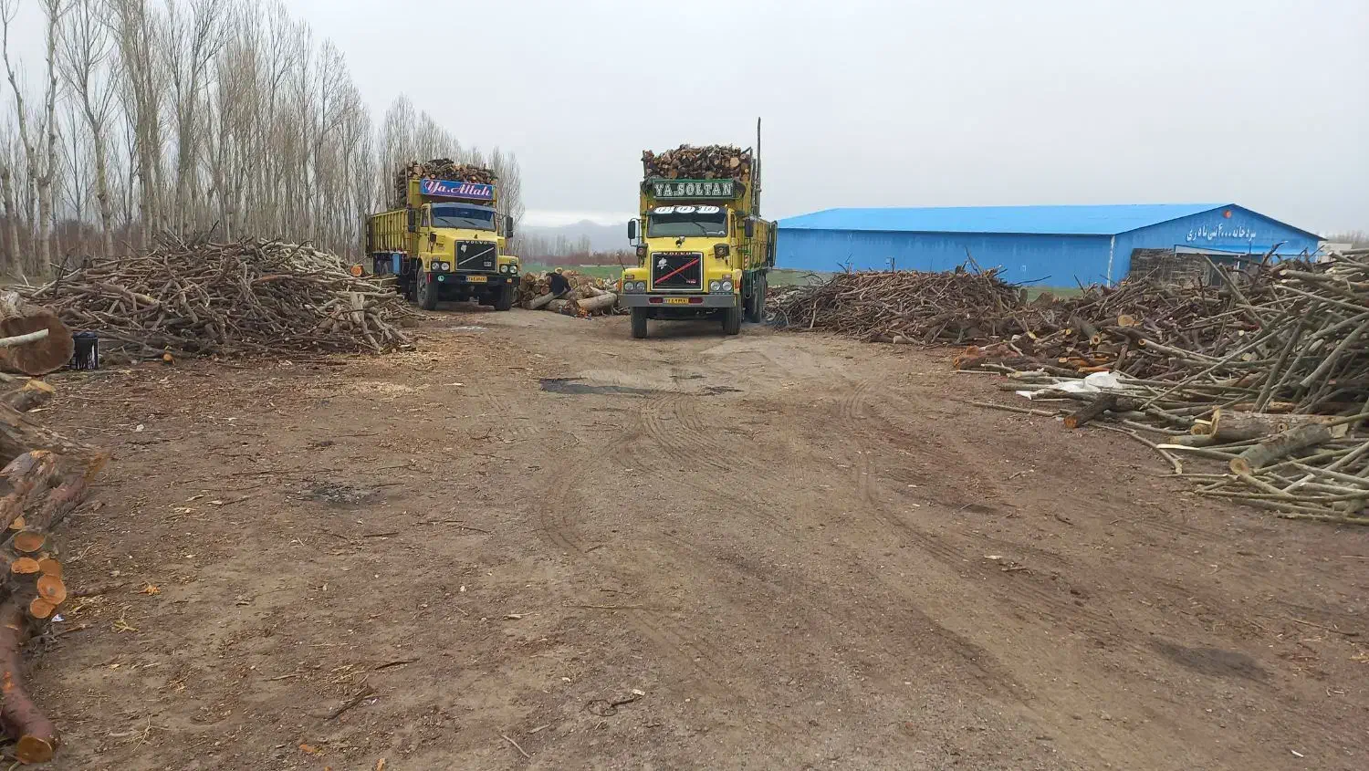 خرید انواع چوب بصورت نقدی|خدمات باغبانی و درختکاری|مشگین شهر, |دیوار