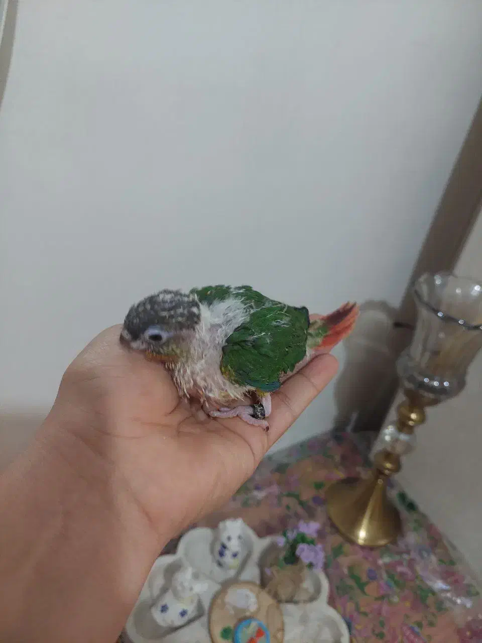 جوجه گیرینچیک|پرنده|کرج, عظیمیه|دیوار