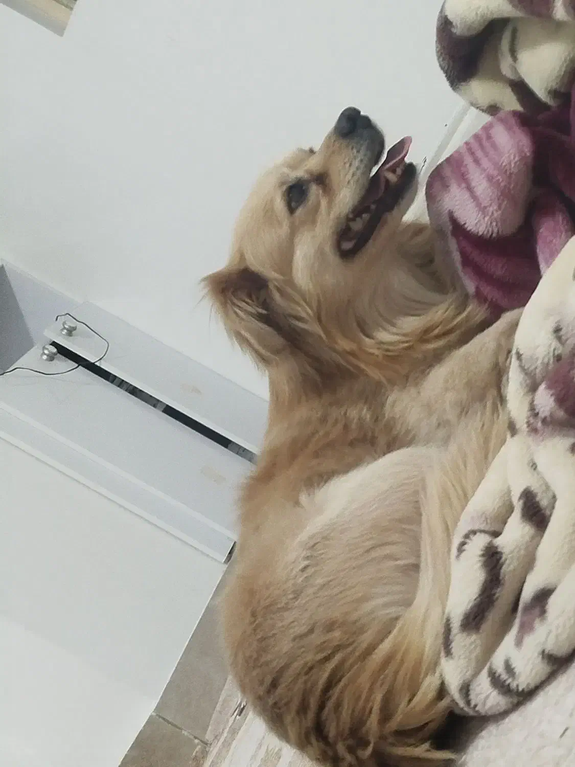 سگ روباهی|سگ|یاسوج, |دیوار