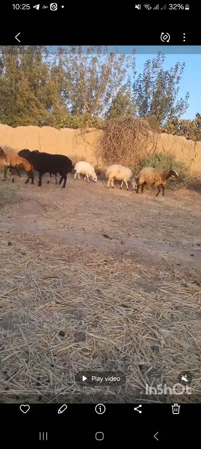 بره نر|حیوانات مزرعه|کاشان, راوند|دیوار