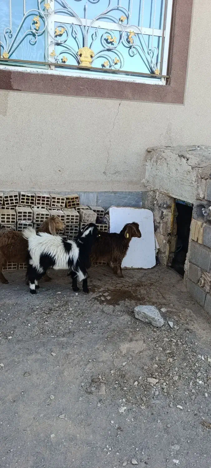 بزغاله|حیوانات مزرعه|سربیشه, |دیوار