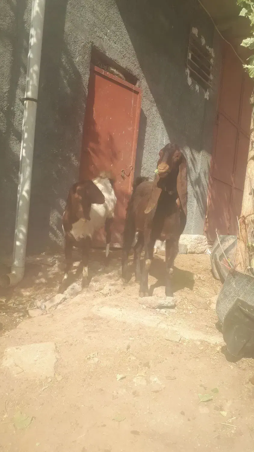 دوعدد بز پاکستانی نرو ماده|حیوانات مزرعه|دهگلان, |دیوار