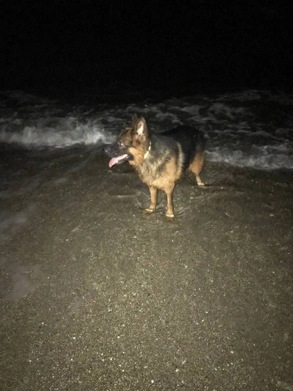 فروش فوری ژرمن بلک اصل|سگ|نوشهر, |دیوار