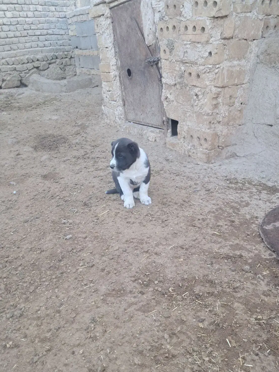 طوله سگ خراسانی اصیل|سگ|قوچان, |دیوار