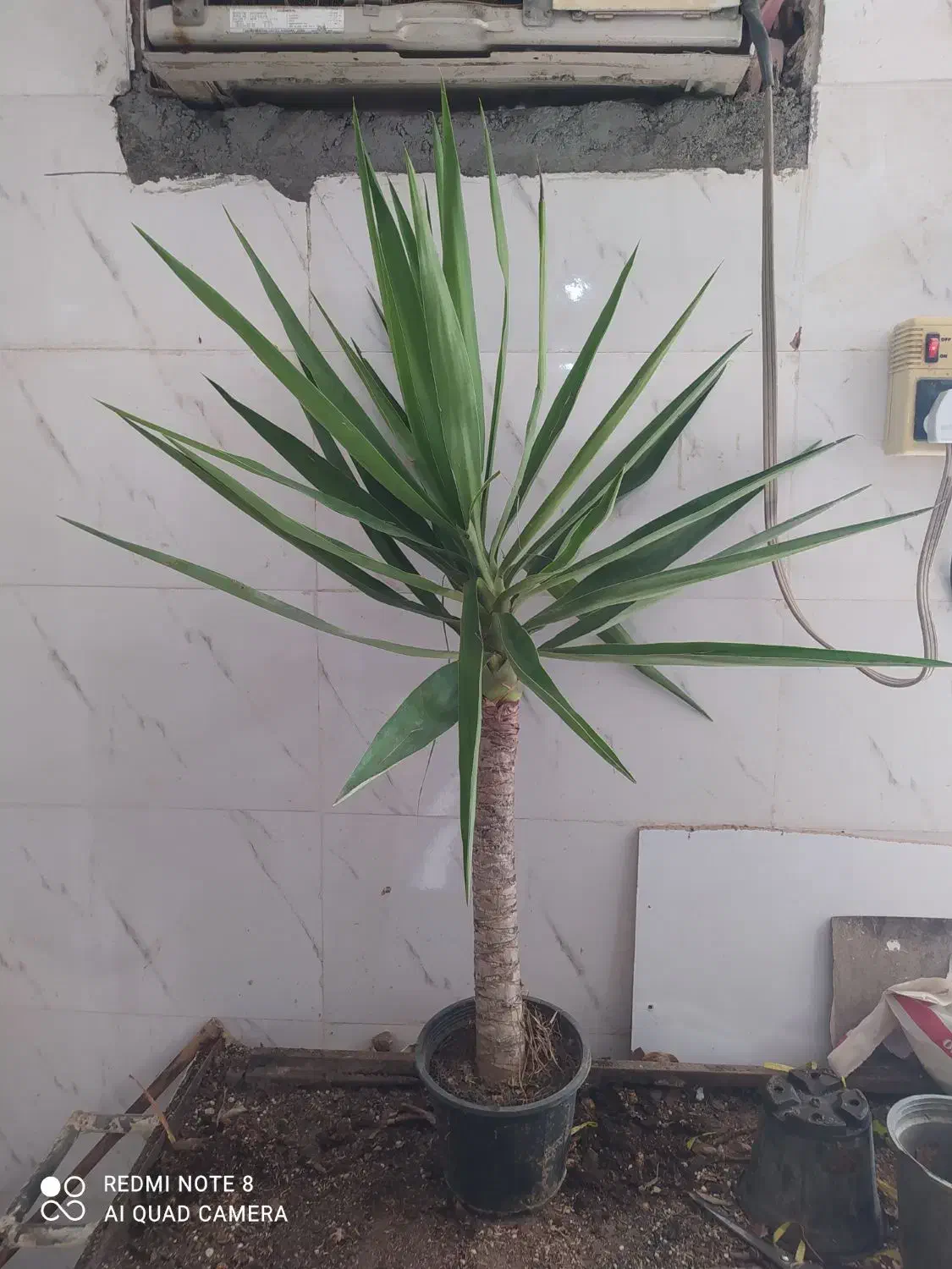 گل و گیاه یوکا|گل و گیاه طبیعی|اهواز, سیصد دستگاه|دیوار