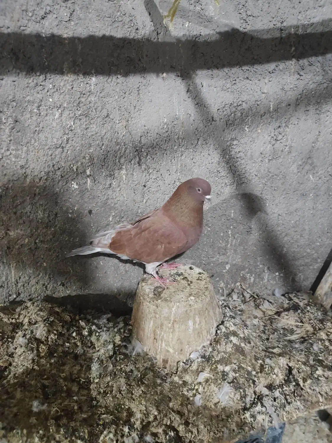 اوچان نر|پرنده|اردبیل, |دیوار