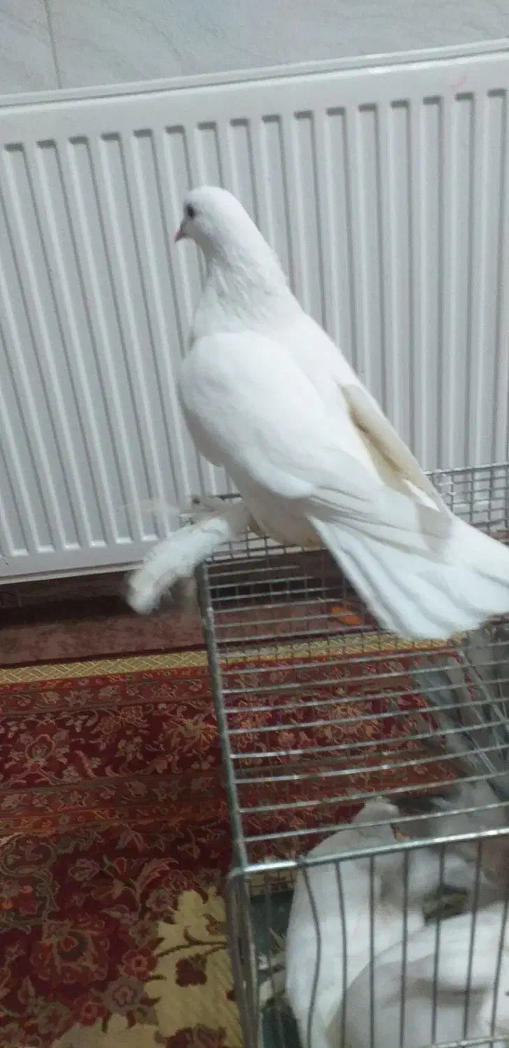 کبوتر سفید پاپر راعبی|پرنده|نجفآباد, جعفرآباد|دیوار