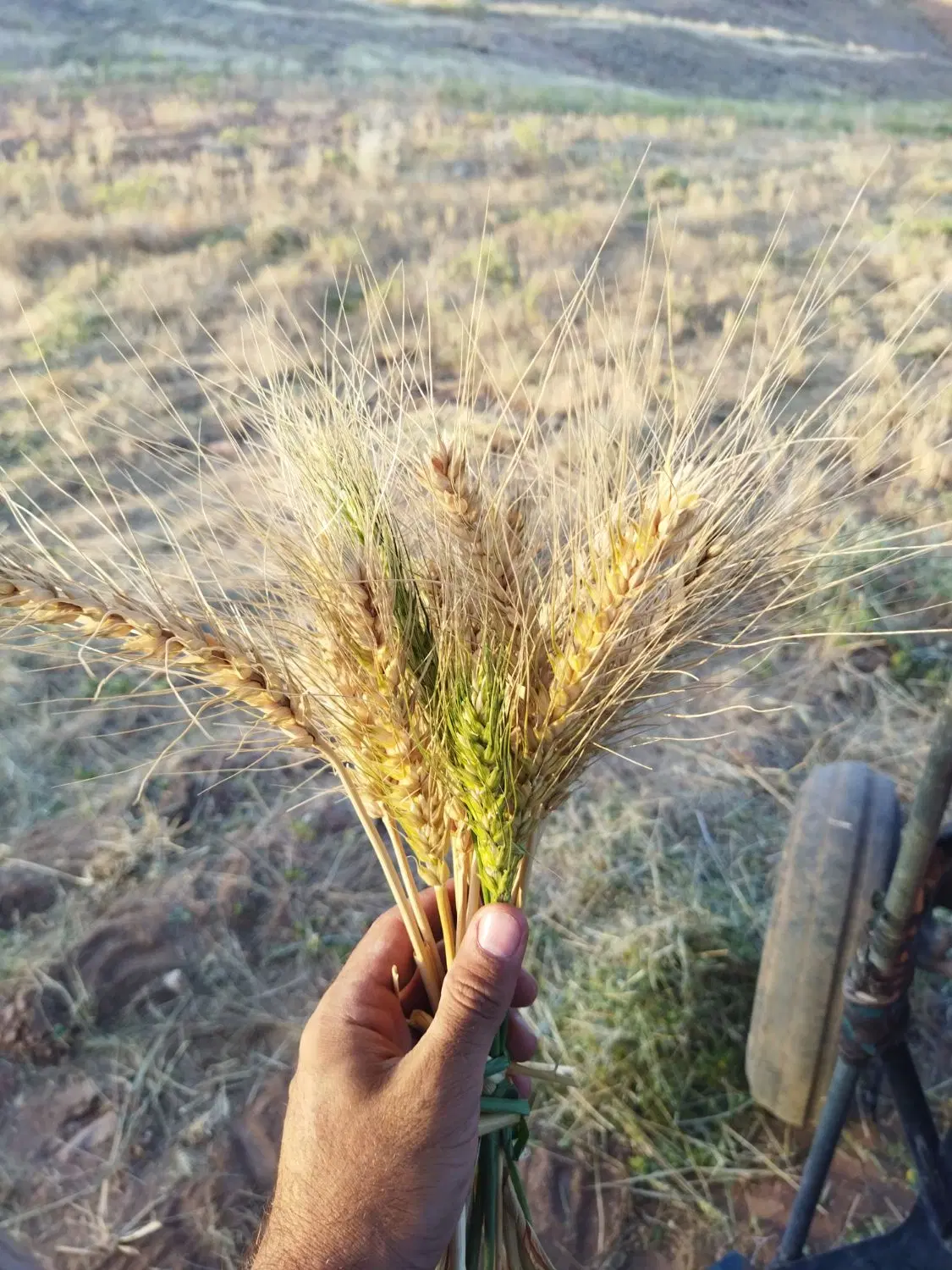 گندم|خدمات باغبانی و درختکاری|آبدانان, |دیوار
