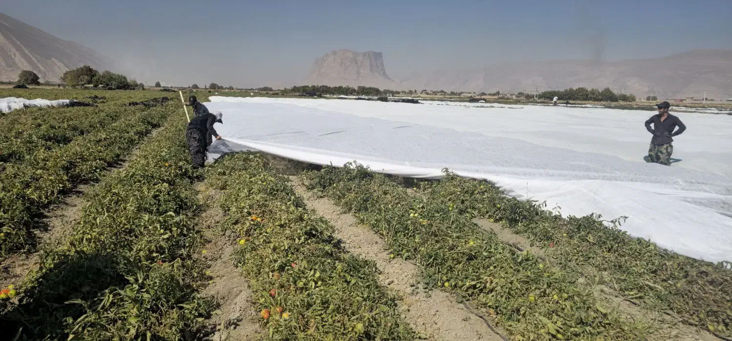 کاور (فوم)کشاورزی|عمده‌فروشی|دهرم, |دیوار