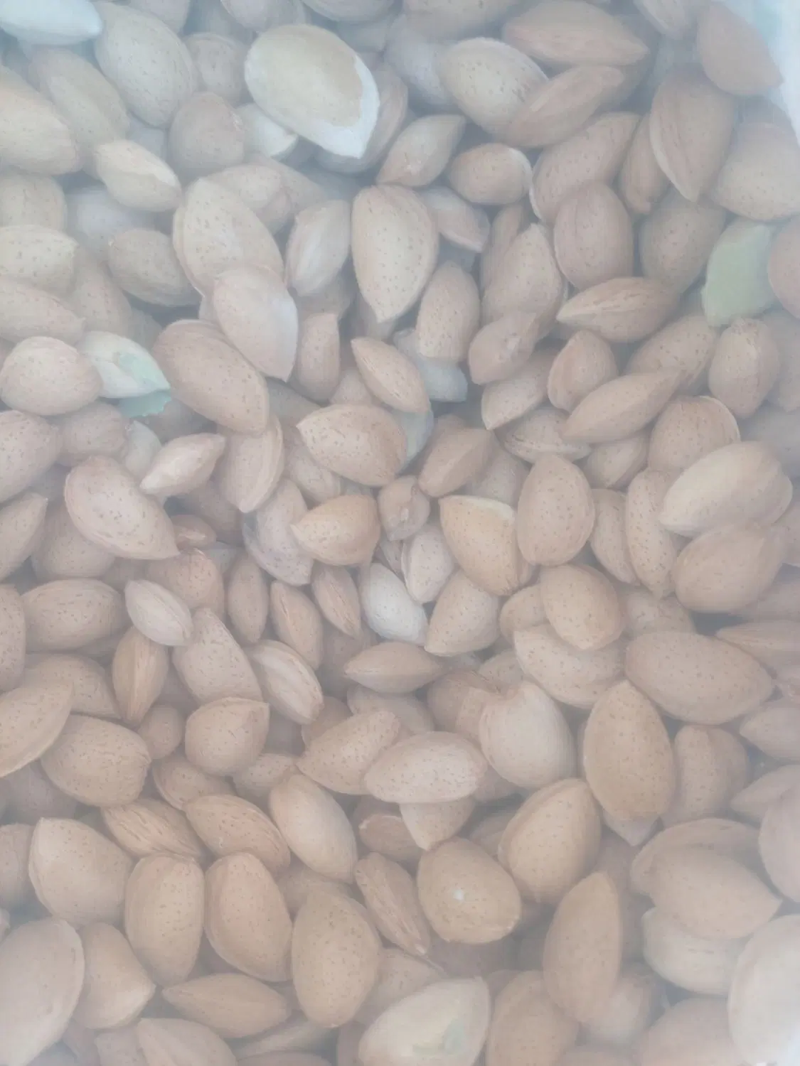 بادام|خوردنی و آشامیدنی|بوانات, |دیوار