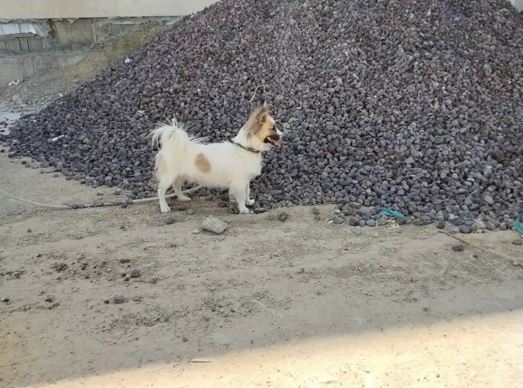 سگ پا کوتاه|سگ|رحمت‌آباد, |دیوار