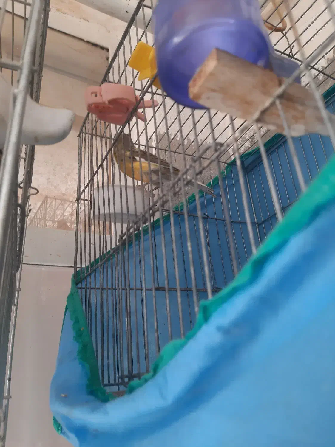 قناری عروس گلبسر|پرنده|تاکستان, |دیوار