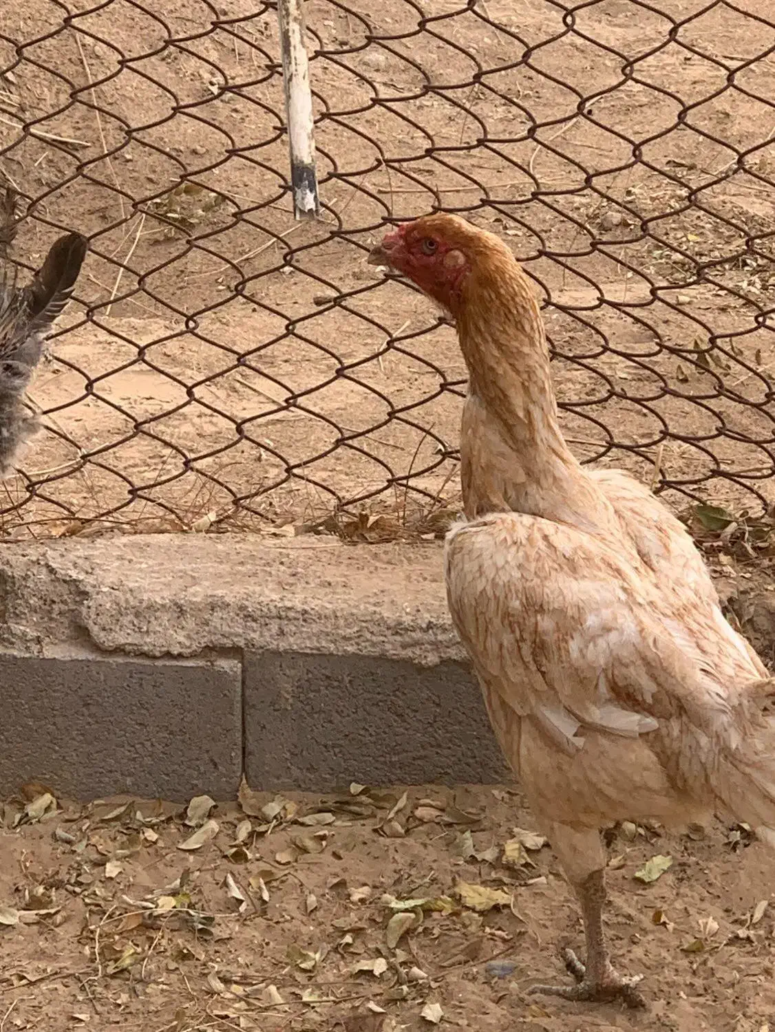 مرغ لاری|حیوانات مزرعه|تایباد, |دیوار