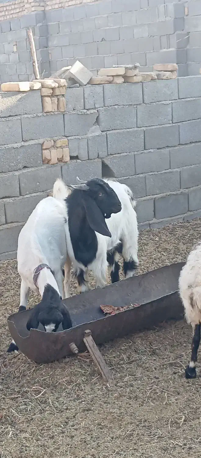 بز وکره نر|حیوانات مزرعه|مهریز, |دیوار