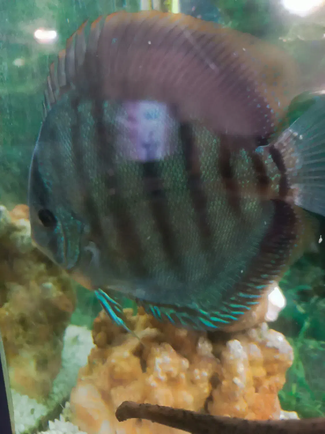 فروش ماهی دیسکس مولد|ماهی|مراغه, |دیوار