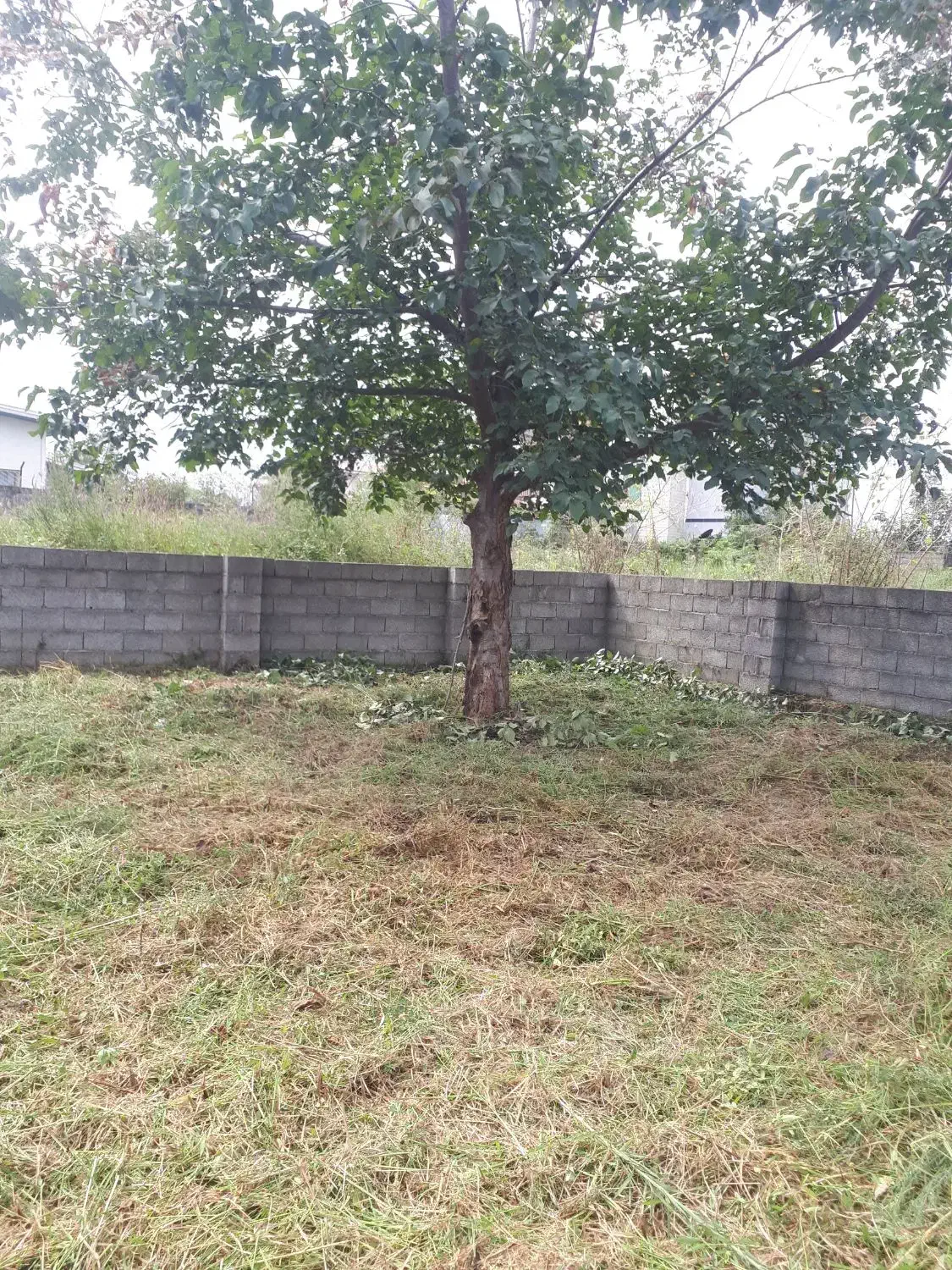 علفتراشی با دستگاه علفتراش|خدمات باغبانی و درختکاری|کلاچای, |دیوار