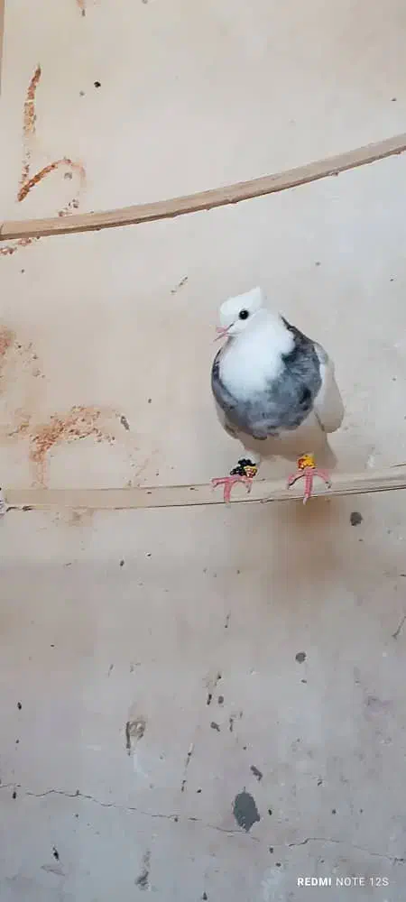 کبوتر طوقی|پرنده|بمپور, |دیوار